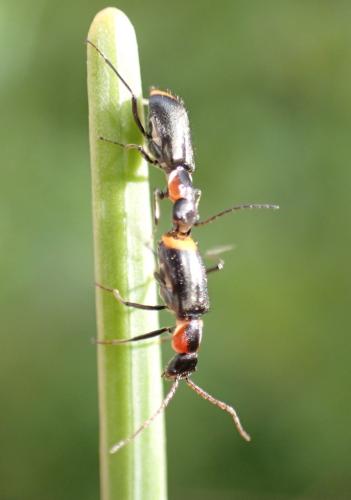 Axinotarsus pulicarius